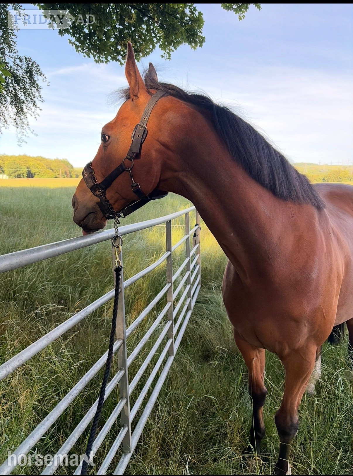 "Cayuga " Bay Gelding Ex Racehorse