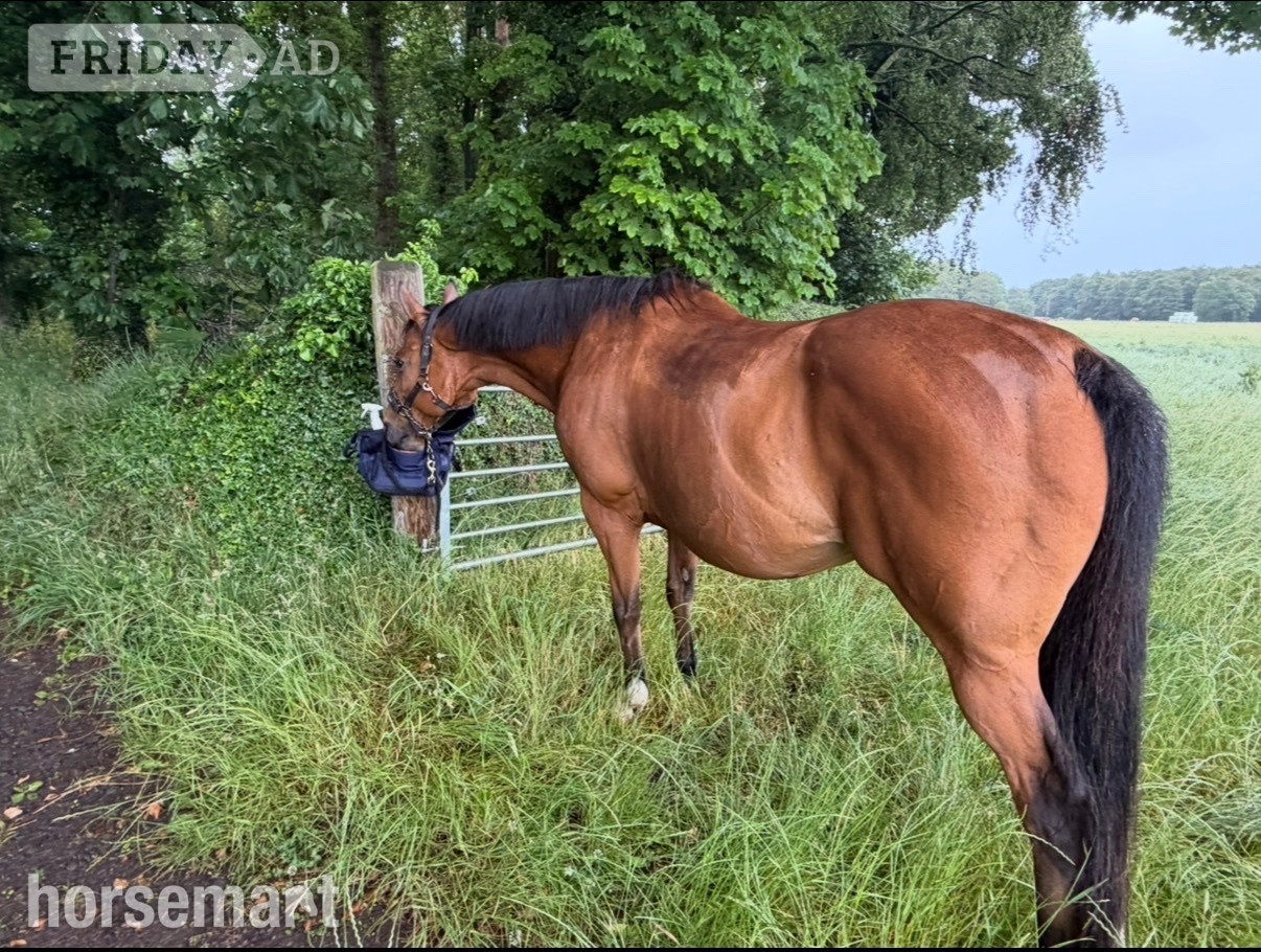 Dalkeith "Cayuga " Bay Gelding Ex Racehorse