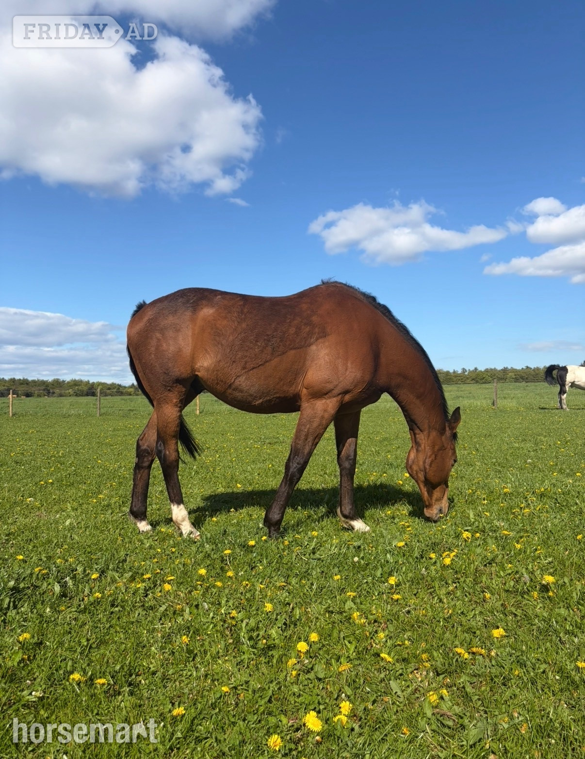 "Cayuga " Bay Gelding Ex Racehorse - Horses in Dalkeith