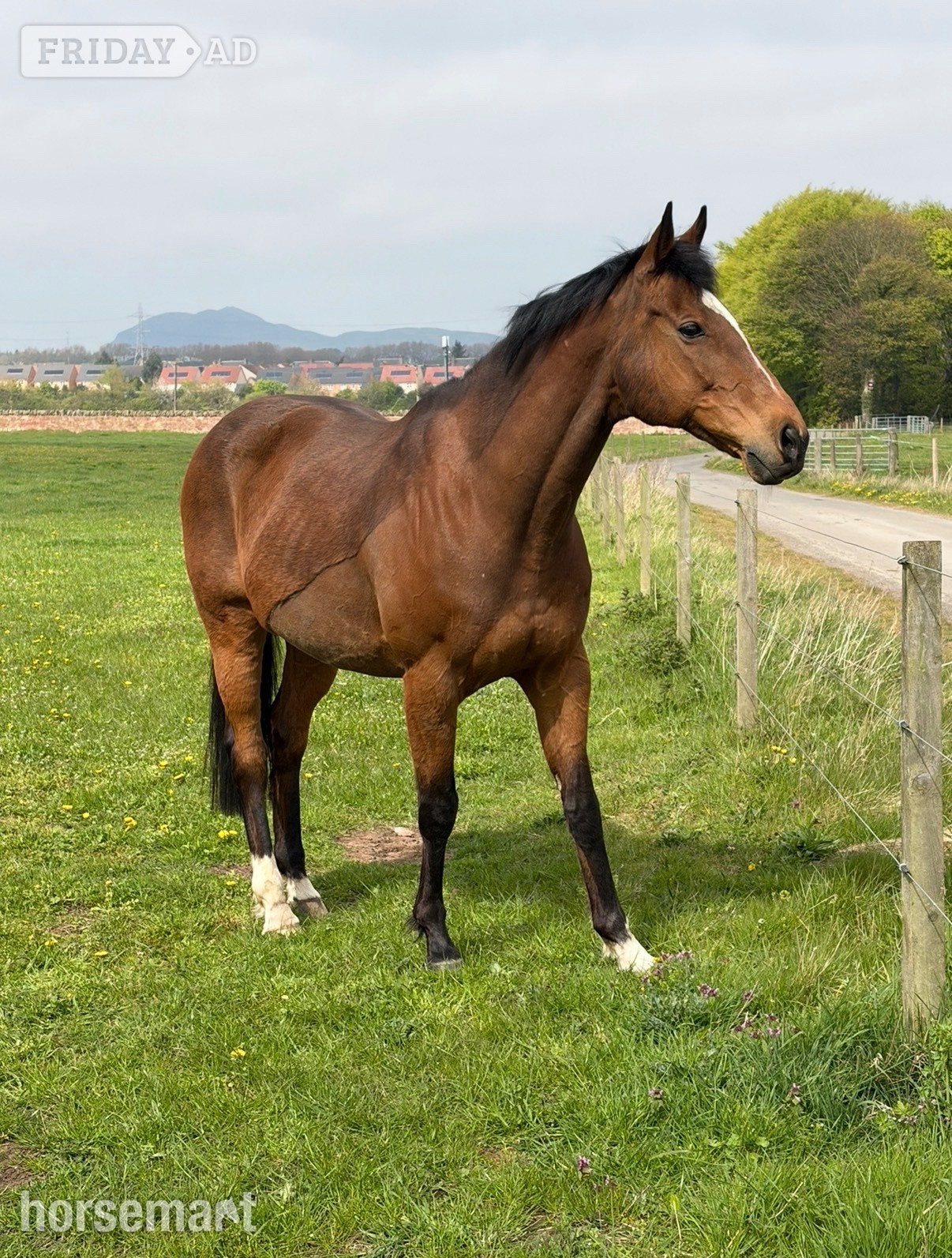 "Cayuga " Bay Gelding Ex Racehorse - Horses