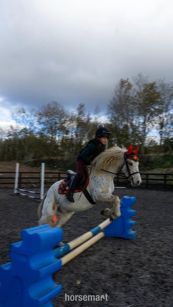 "Nattadon Celebration" Leopard Spot Gelding Pony Club Pony