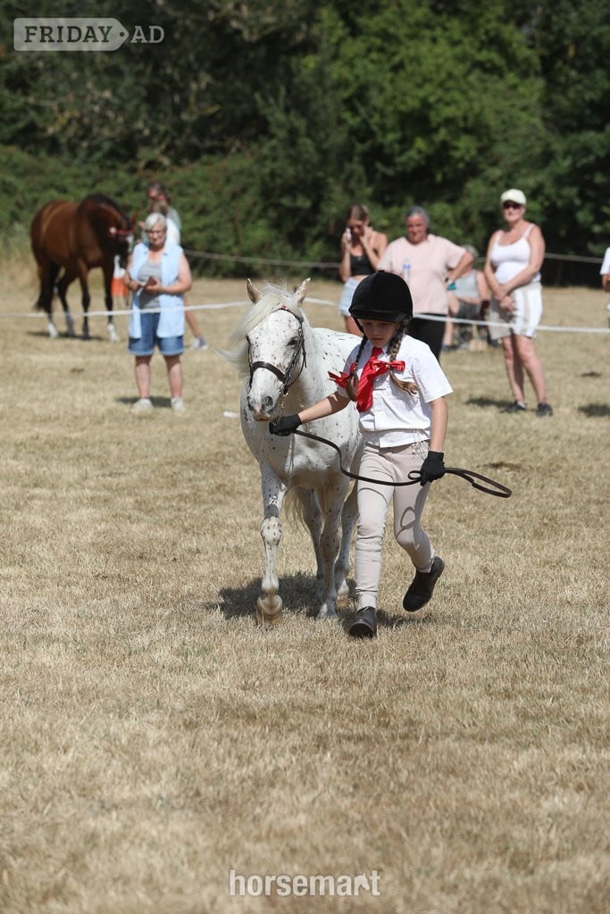 "Nattadon Celebration" Leopard Spot Gelding Pony Club Pony