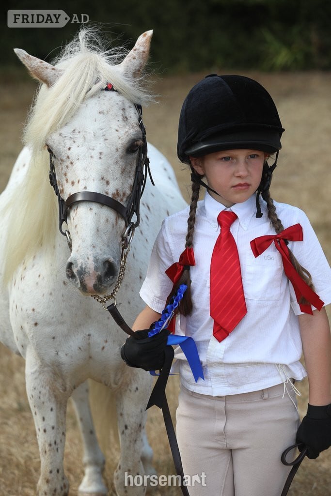 Braintree "Nattadon Celebration" Leopard Spot Gelding Pony Club Pony