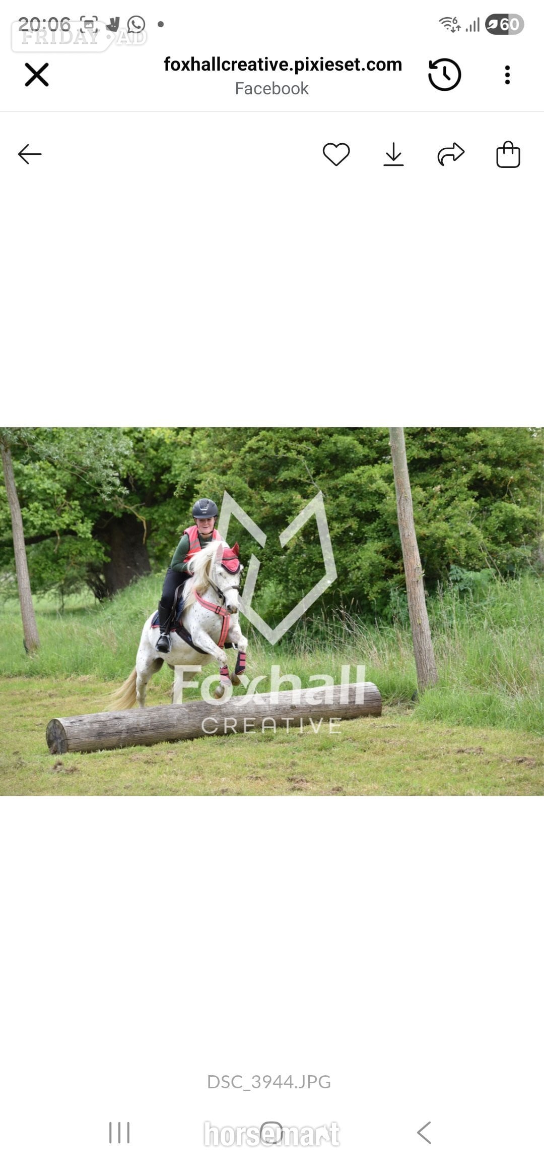 "Nattadon Celebration" Leopard Spot Gelding Pony Club Pony - Horses in Braintree