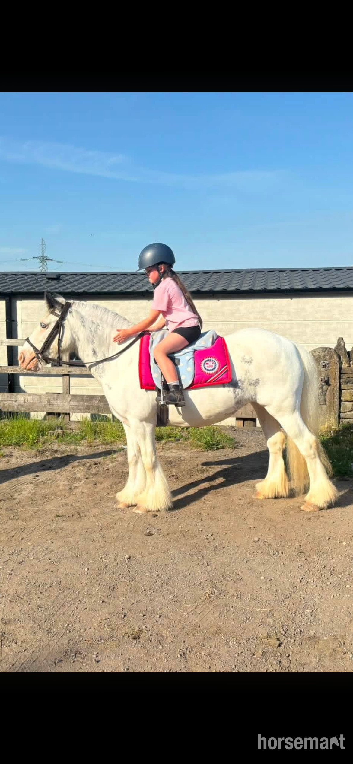 "Dottie" Blue &amp; White Mare Cob/Heavy Horse in Batley