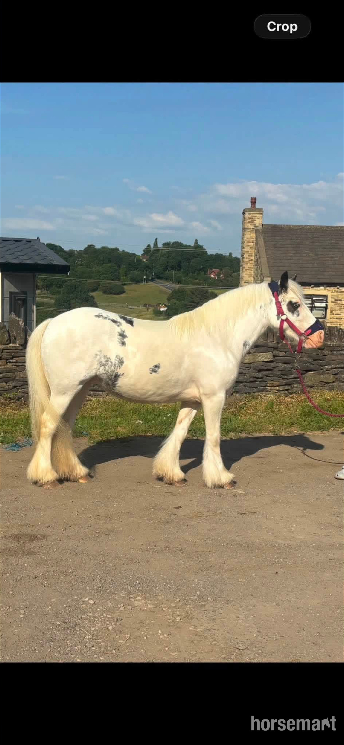 "Dottie" Blue &amp; White Mare Cob/Heavy Horse