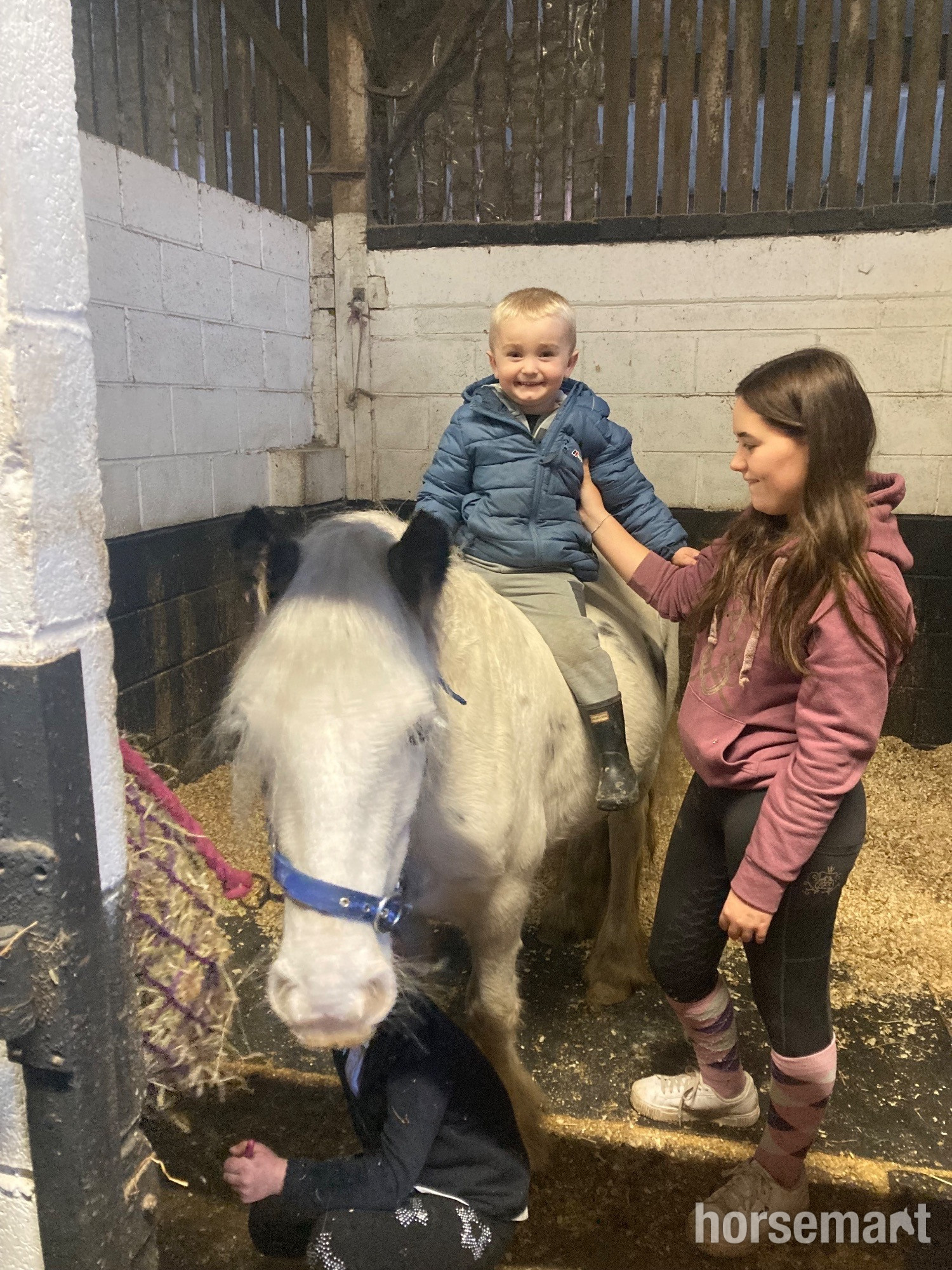 "Dottie" Blue &amp; White Mare Cob/Heavy Horse - Horses