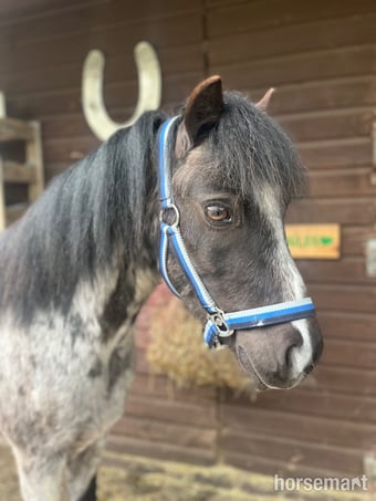 "Tiny tim" Black Gelding Project Horse