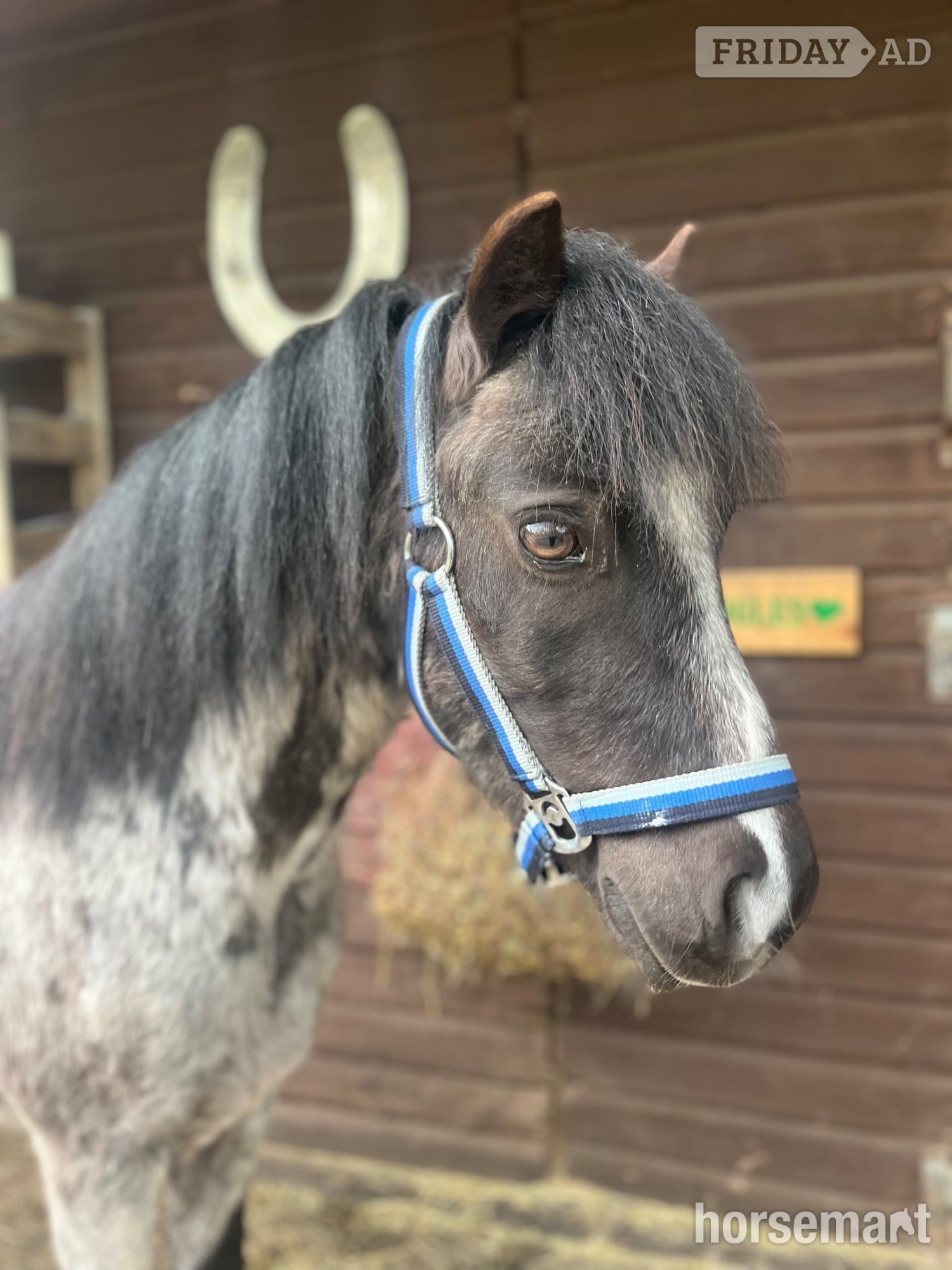 "Tiny tim" Black Gelding Project Horse in Hartley Wintney