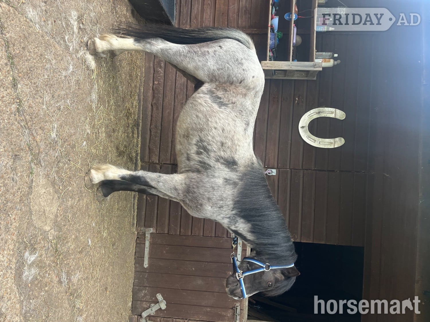 "Tiny tim" Black Gelding Project Horse