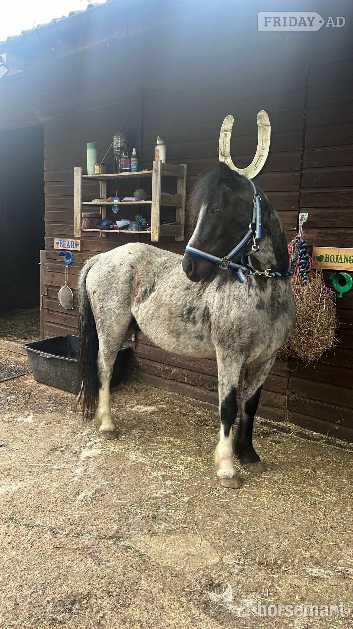 Hartley Wintney "Tiny tim" Black Gelding Project Horse