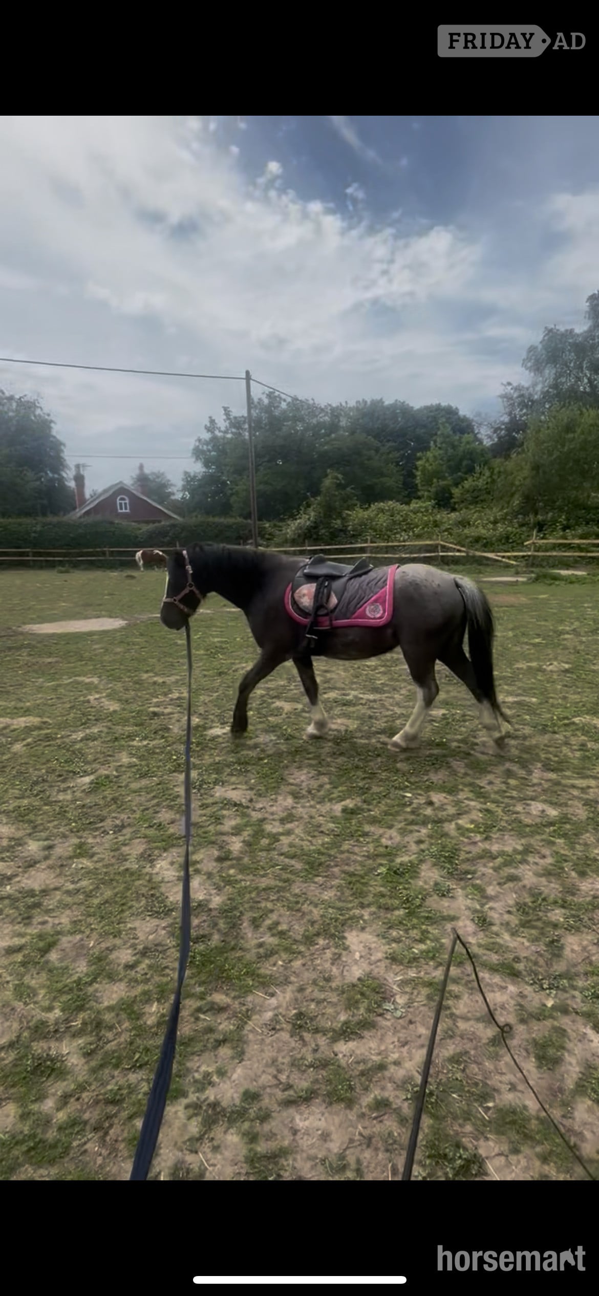 "Tiny tim" Black Gelding Project Horse - Horses in Hartley Wintney