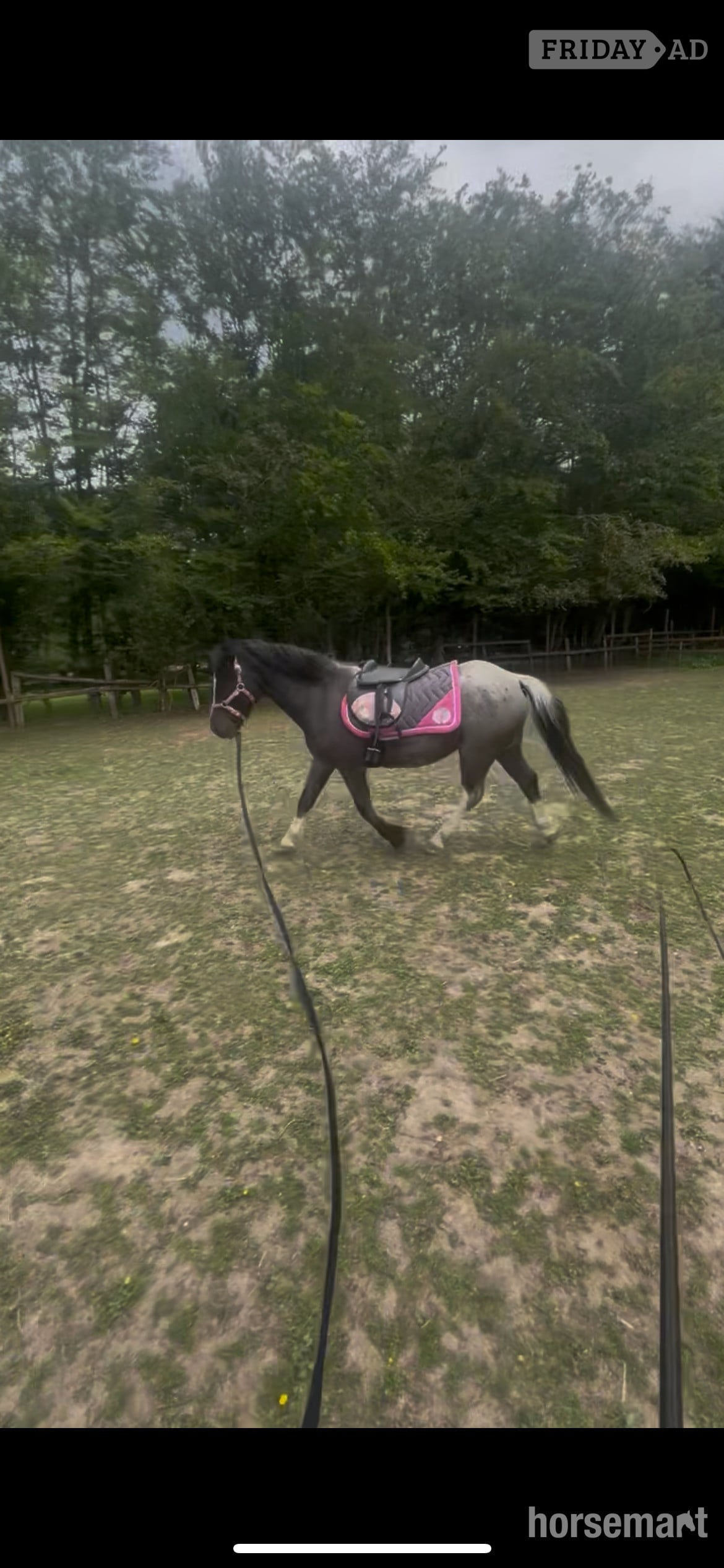 "Tiny tim" Black Gelding Project Horse - Horses