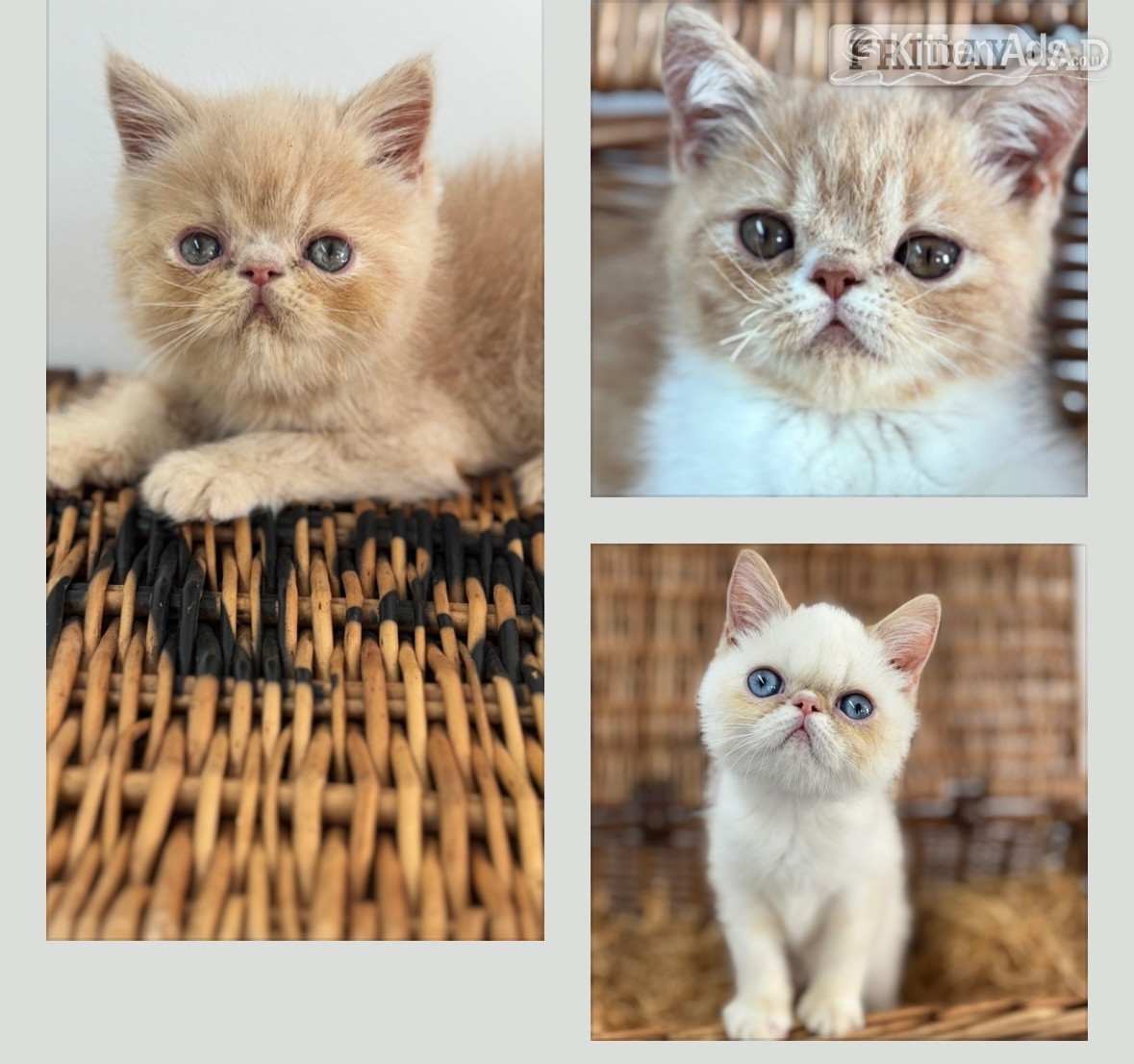 high quality exotic kittens  in Nottingham