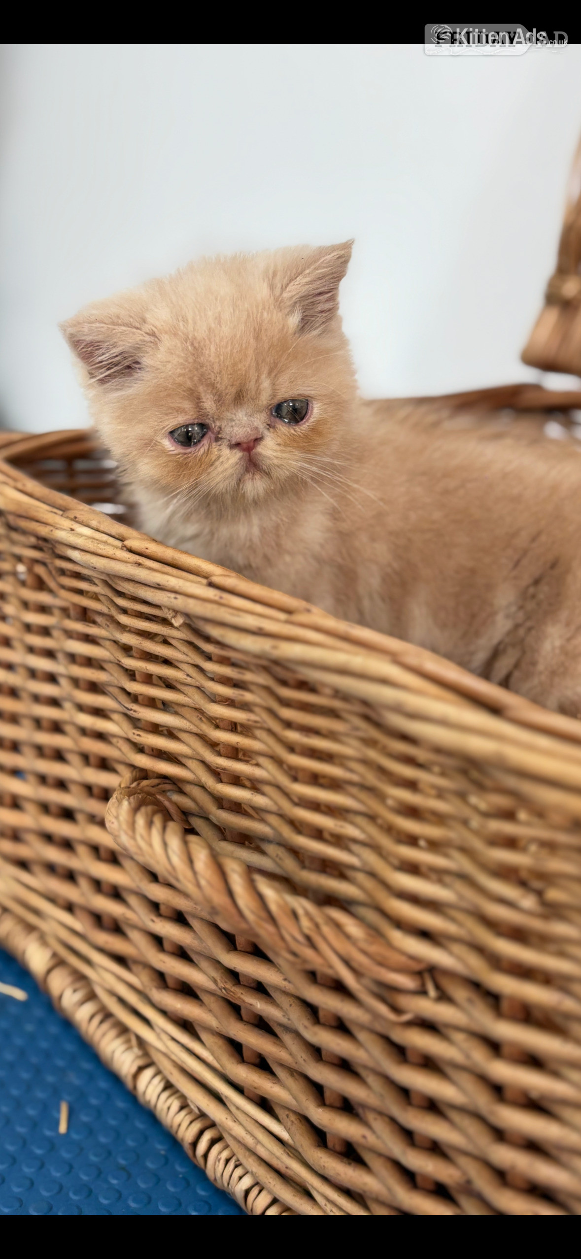 high quality exotic kittens 