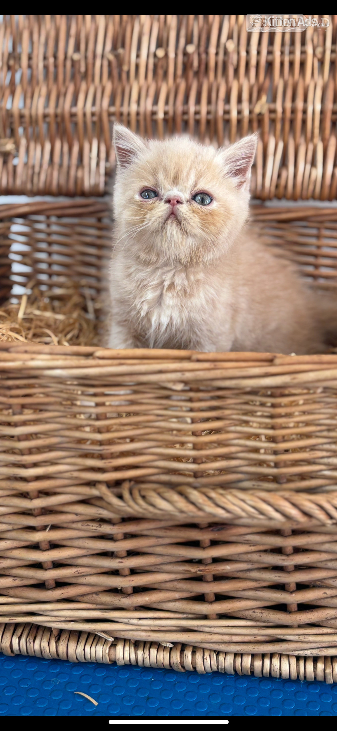 Nottingham high quality exotic kittens 