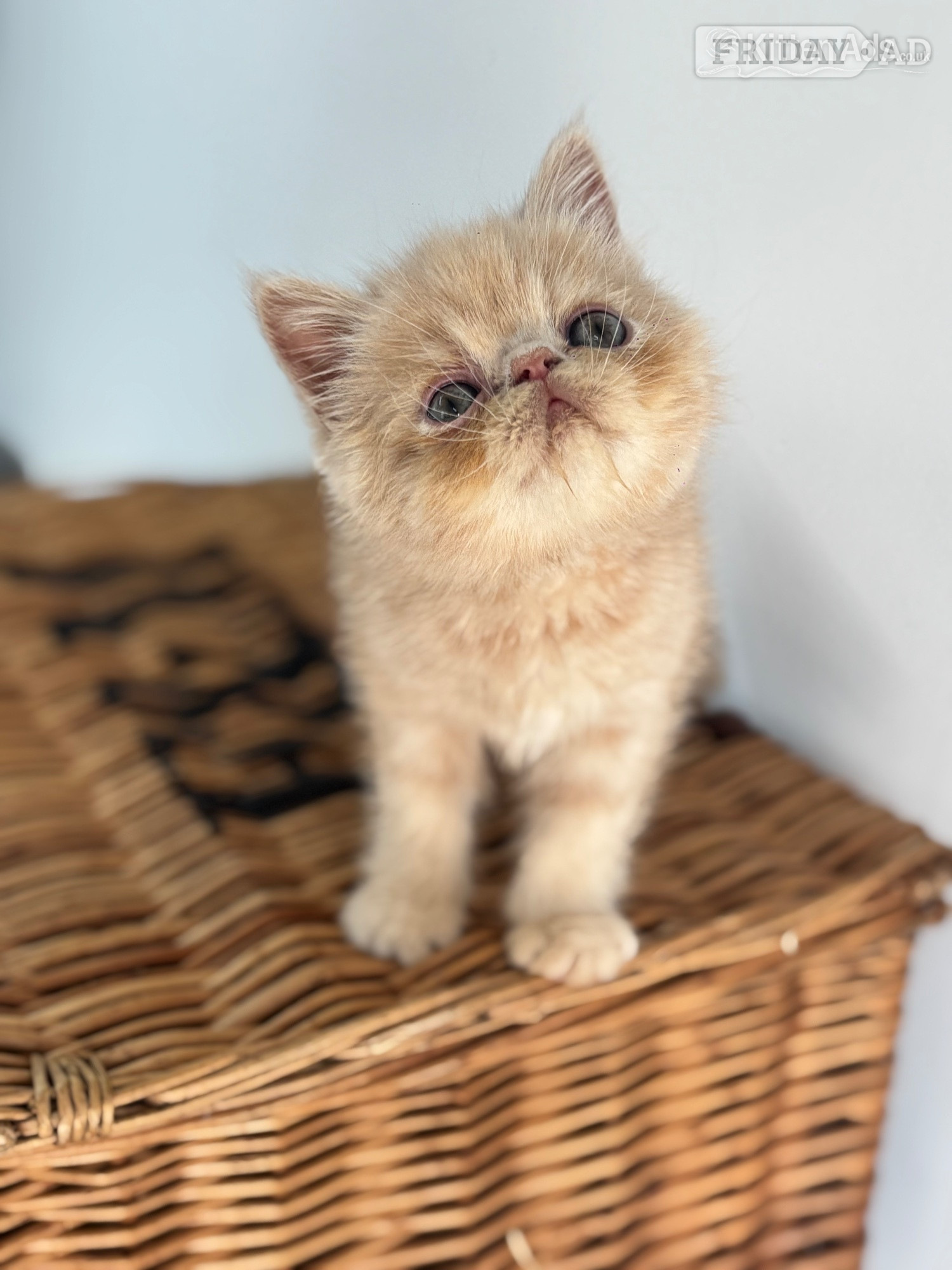 high quality exotic kittens  - Cats & Kittens in Nottingham