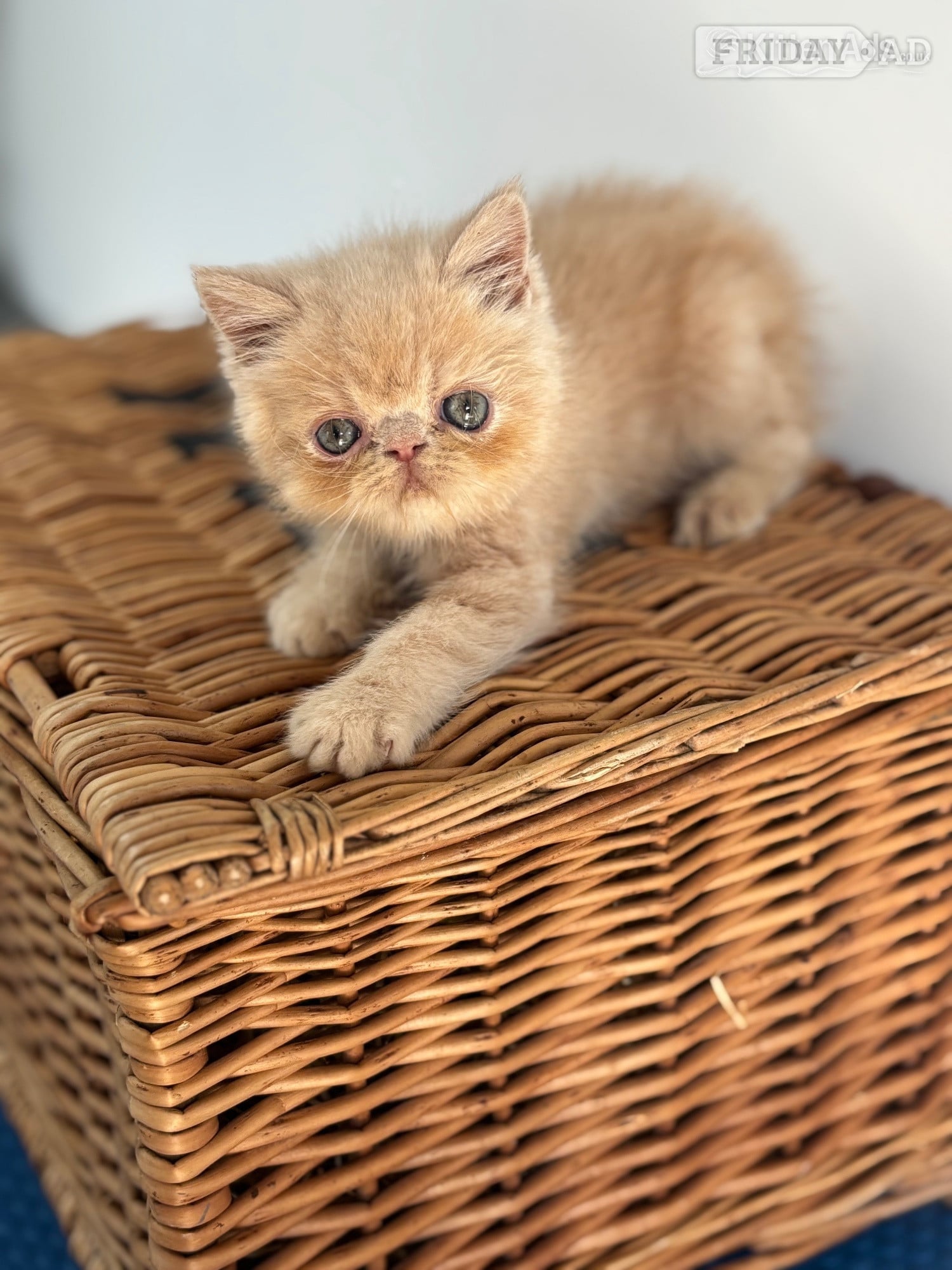 high quality exotic kittens  - Cats & Kittens