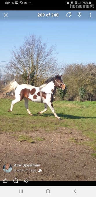 "Prinny" Tri-Coloured Mare Coloured