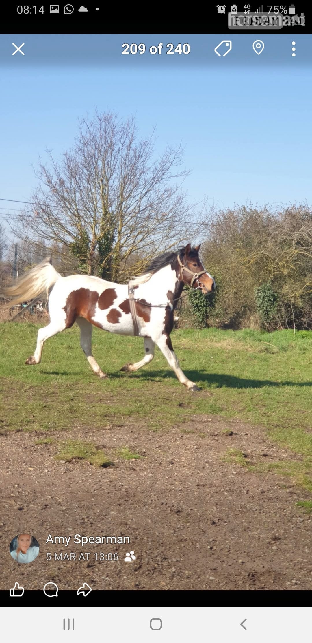 "Prinny" Tri-Coloured Mare Coloured in Rochford