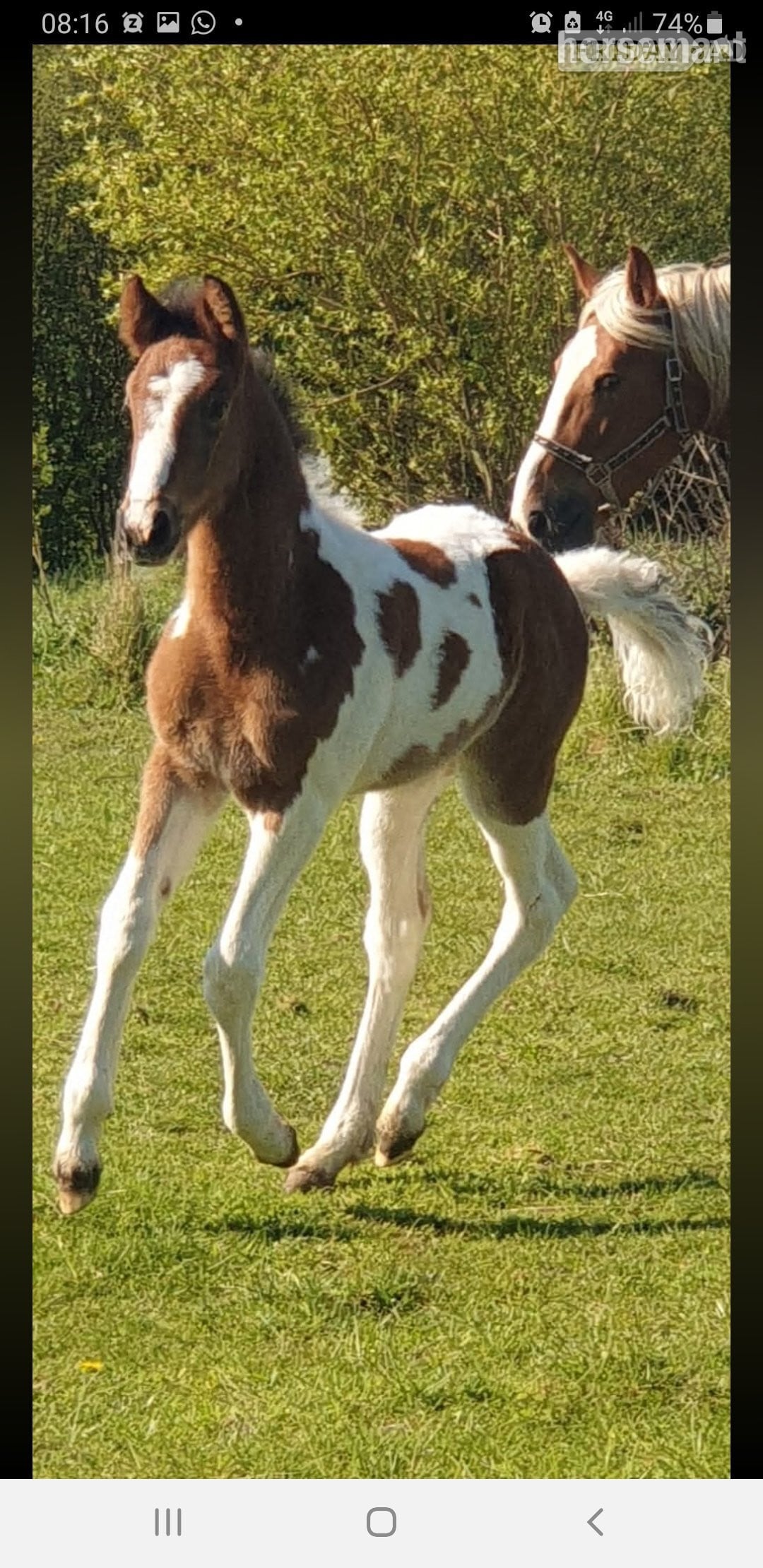 "Prinny" Tri-Coloured Mare Coloured