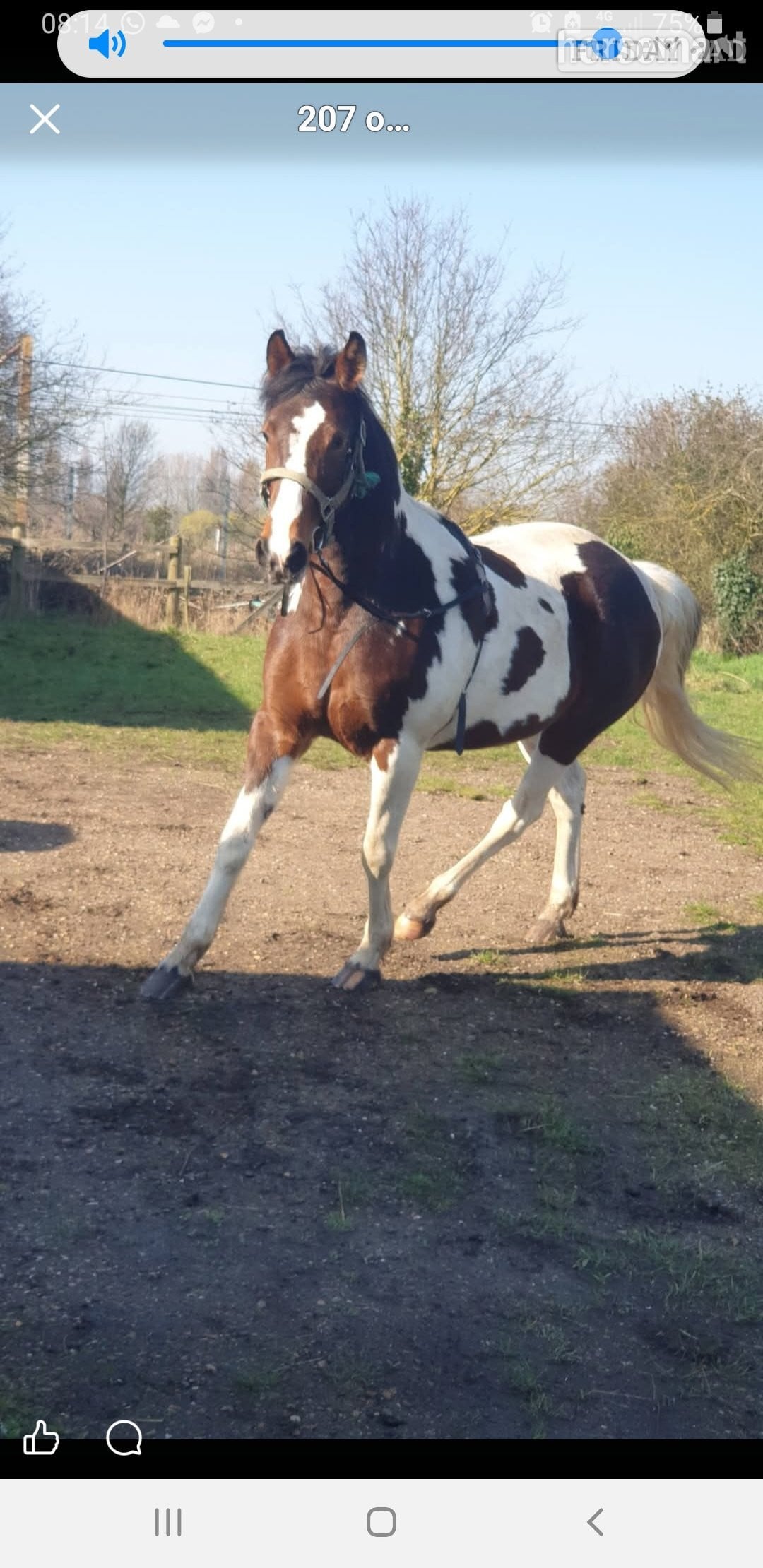 Rochford "Prinny" Tri-Coloured Mare Coloured