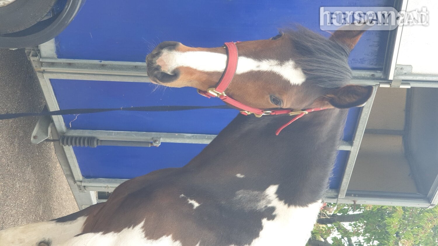 "Prinny" Tri-Coloured Mare Coloured - Horses in Rochford