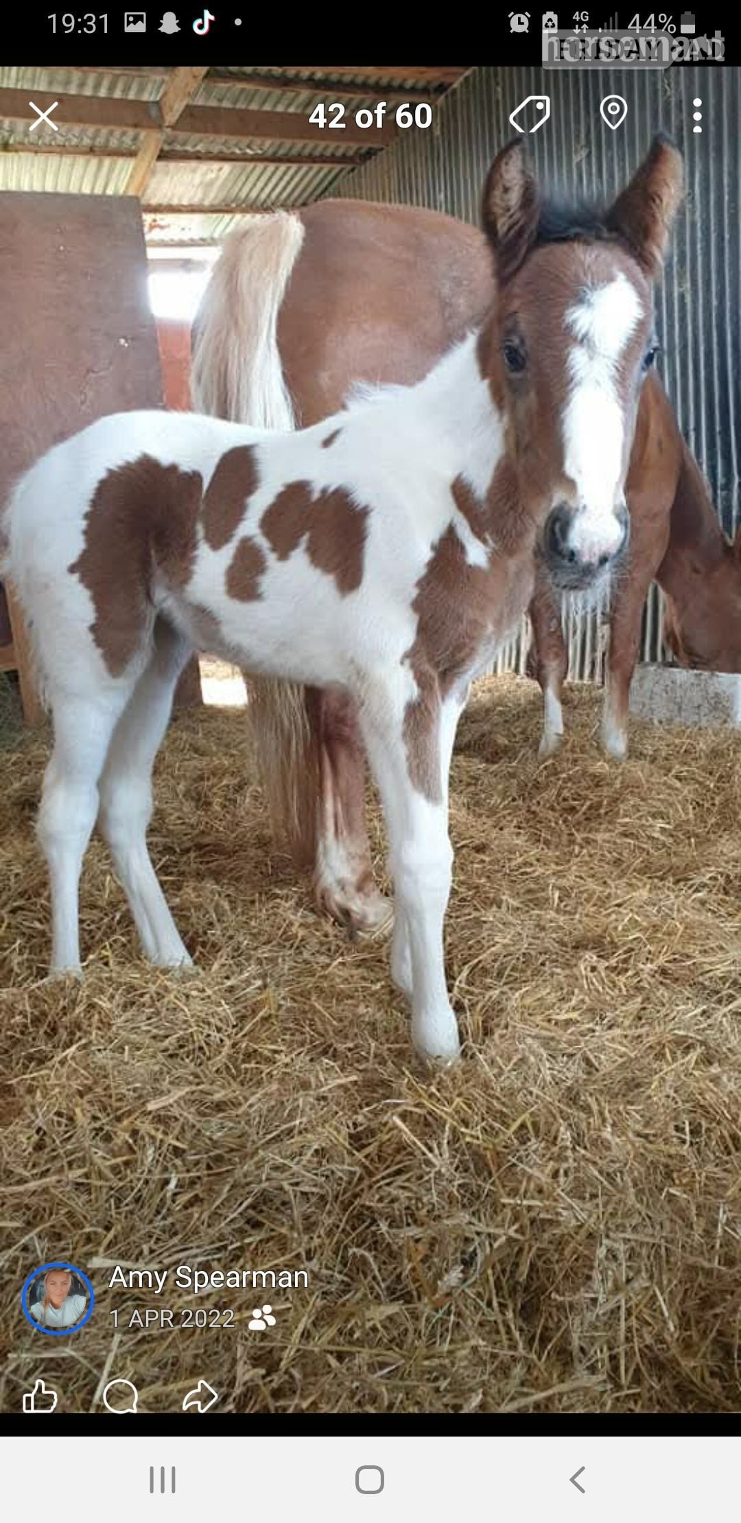 "Prinny" Tri-Coloured Mare Coloured - Horses