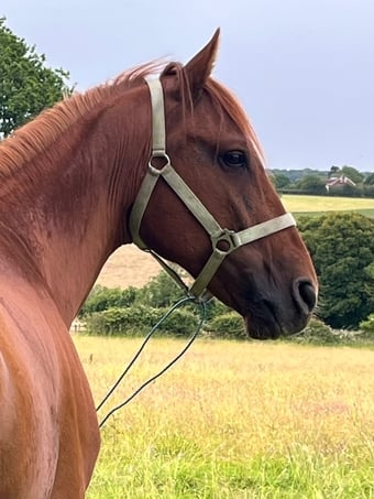 "King" Chestnut Gelding All Rounder