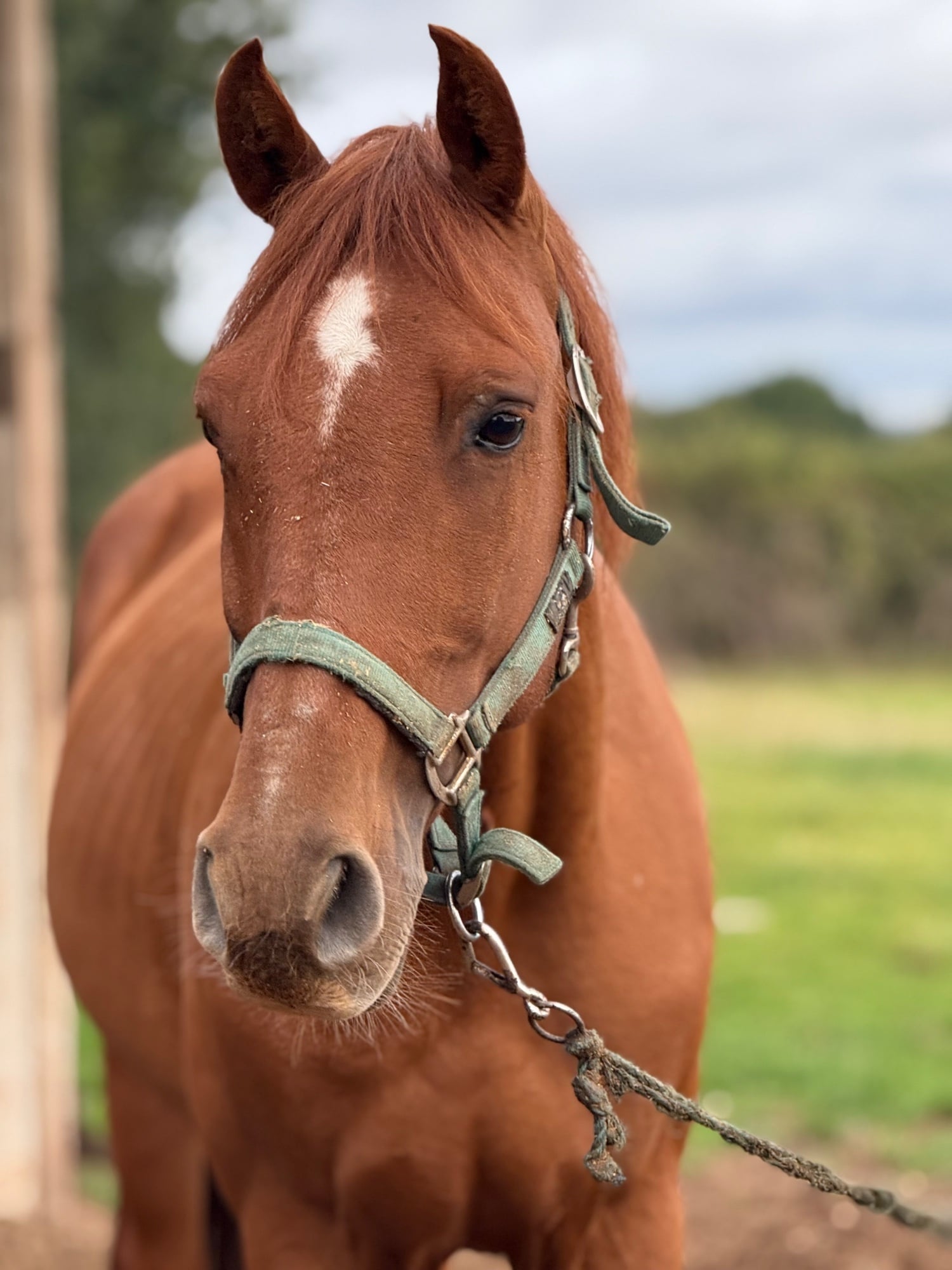 "King" Chestnut Gelding All Rounder