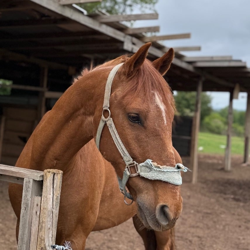 Solihull "King" Chestnut Gelding All Rounder