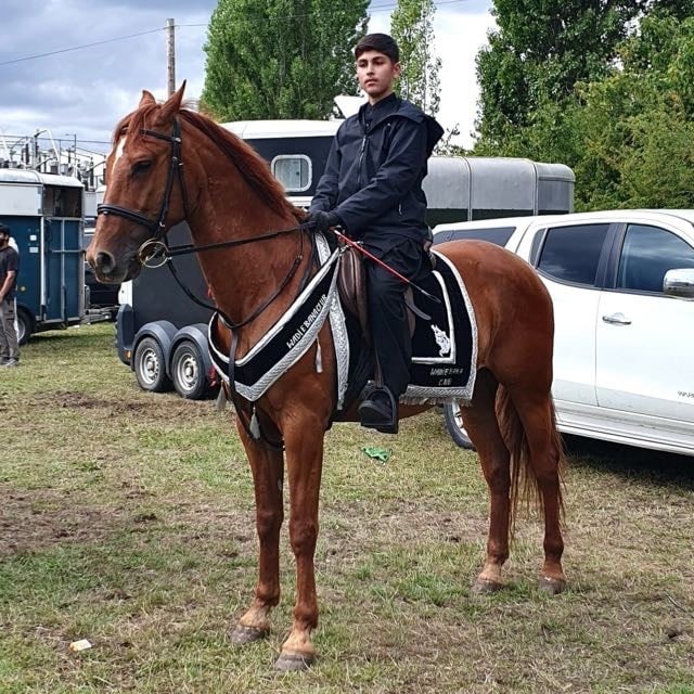 "King" Chestnut Gelding All Rounder - Horses in Solihull