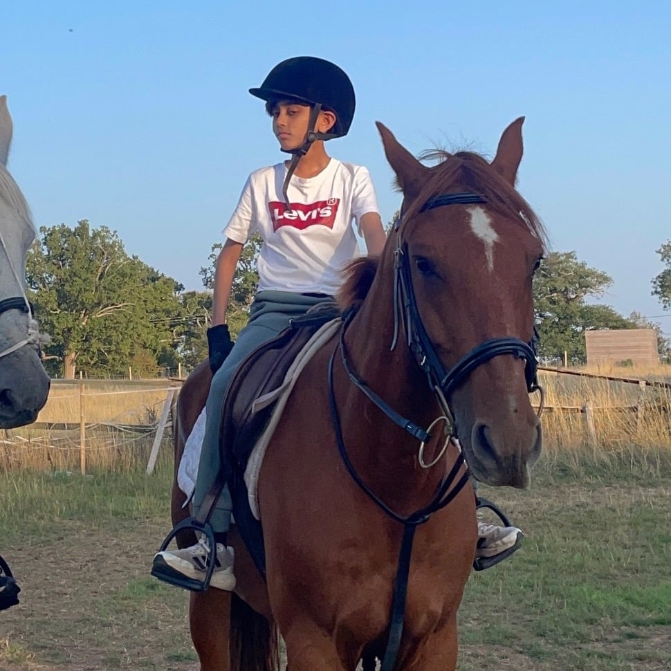 "King" Chestnut Gelding All Rounder - Horses