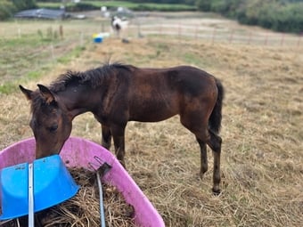 "Enfys opium" Bay Filly Youngstock / Foal