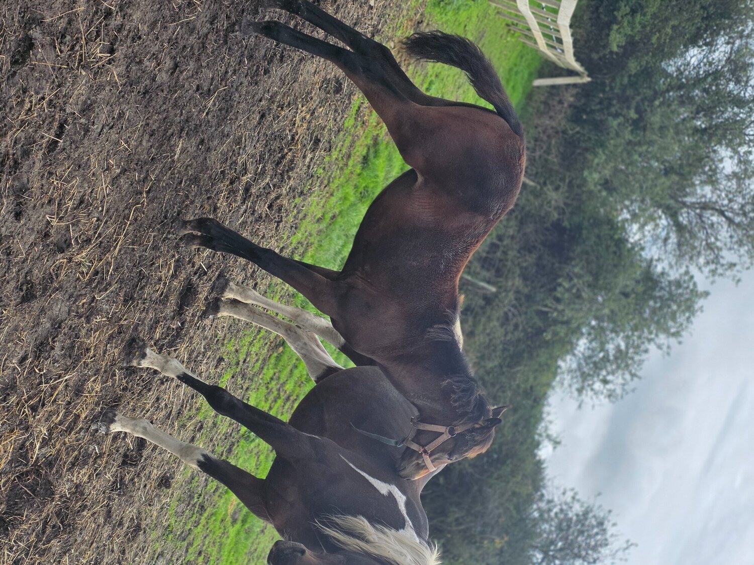 "Enfys opium" Bay Filly Youngstock / Foal