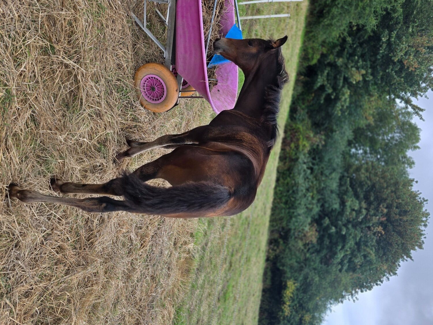 Prestatyn "Enfys opium" Bay Filly Youngstock / Foal