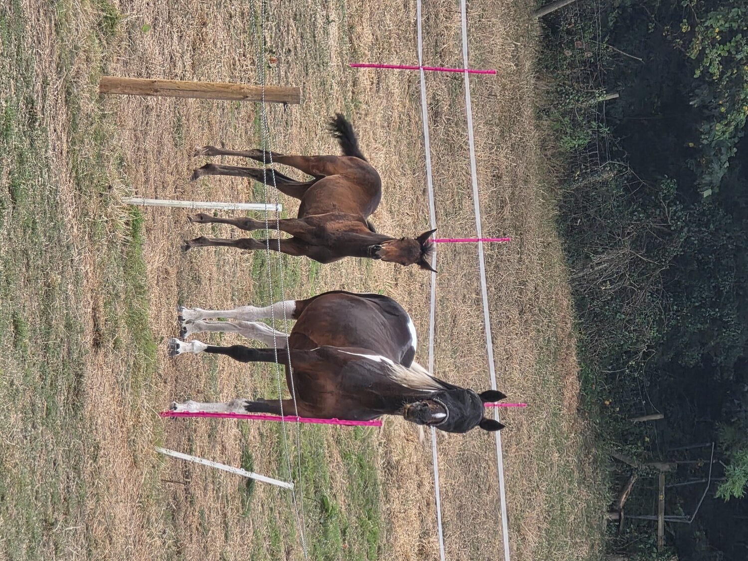 "Enfys opium" Bay Filly Youngstock / Foal - Horses in Prestatyn
