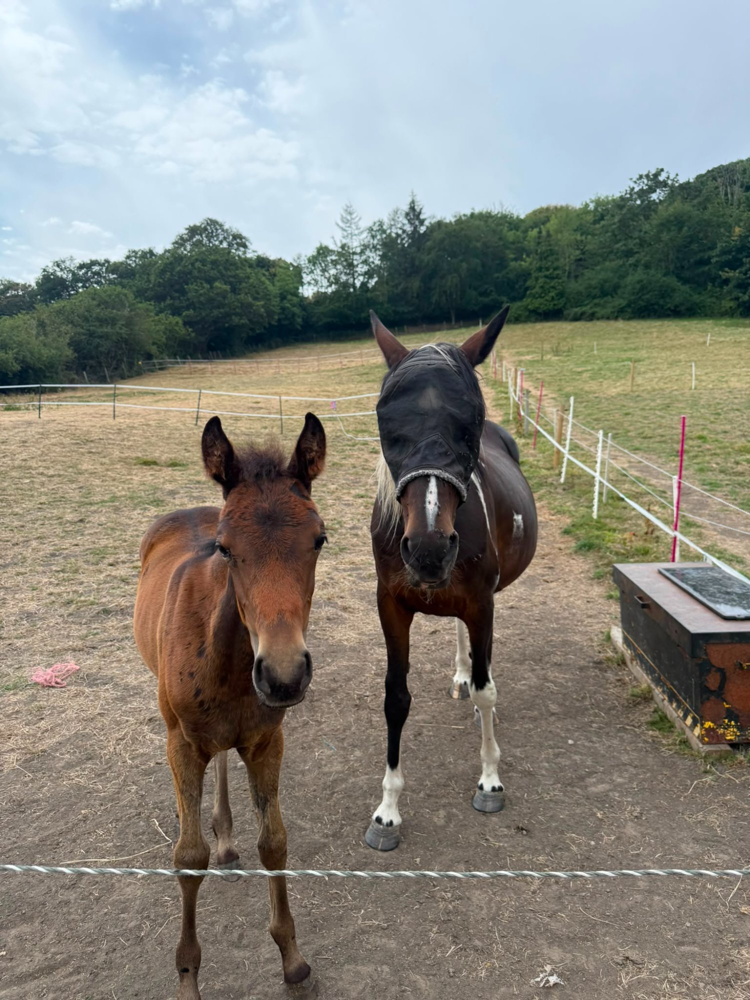 "Enfys opium" Bay Filly Youngstock / Foal - Horses