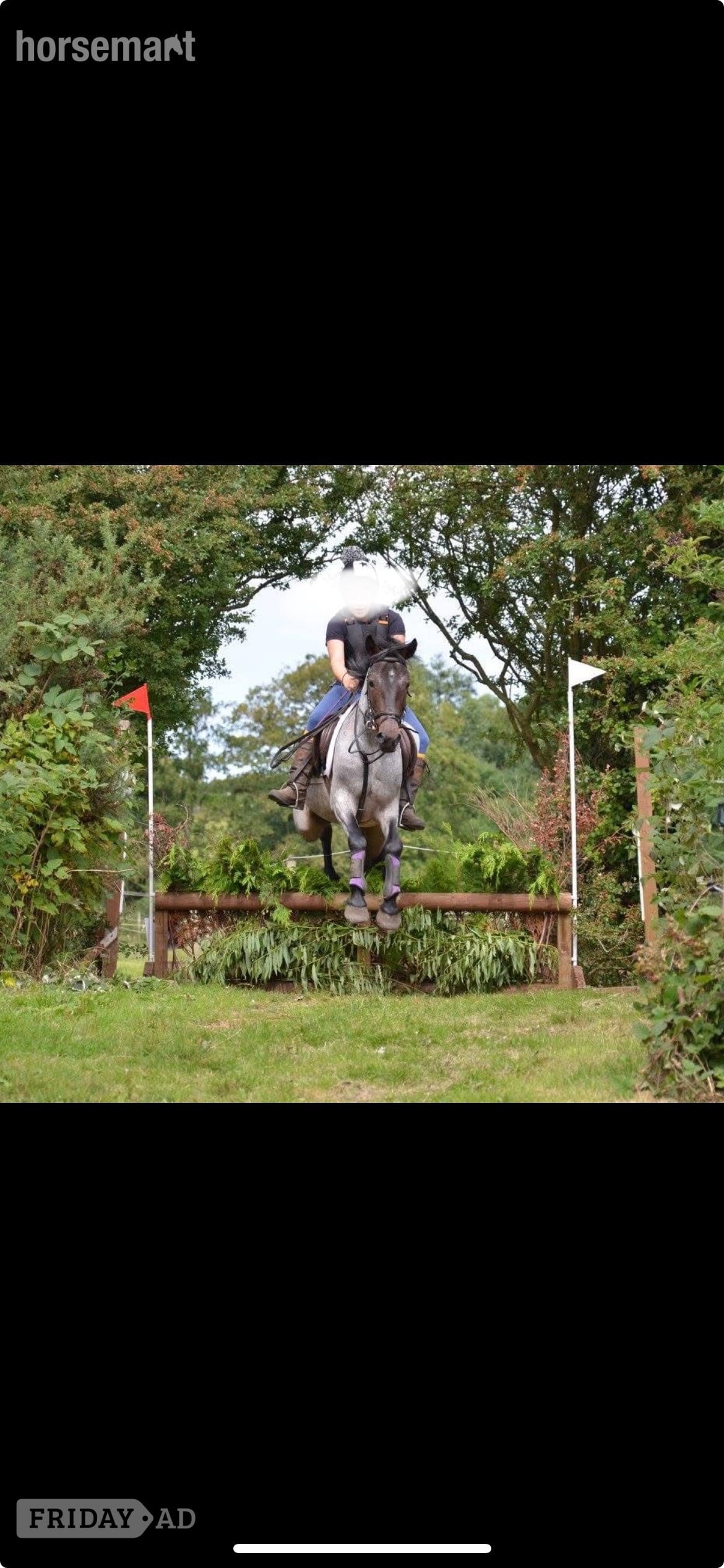 "Alfie" Blue Roan Gelding All Rounder