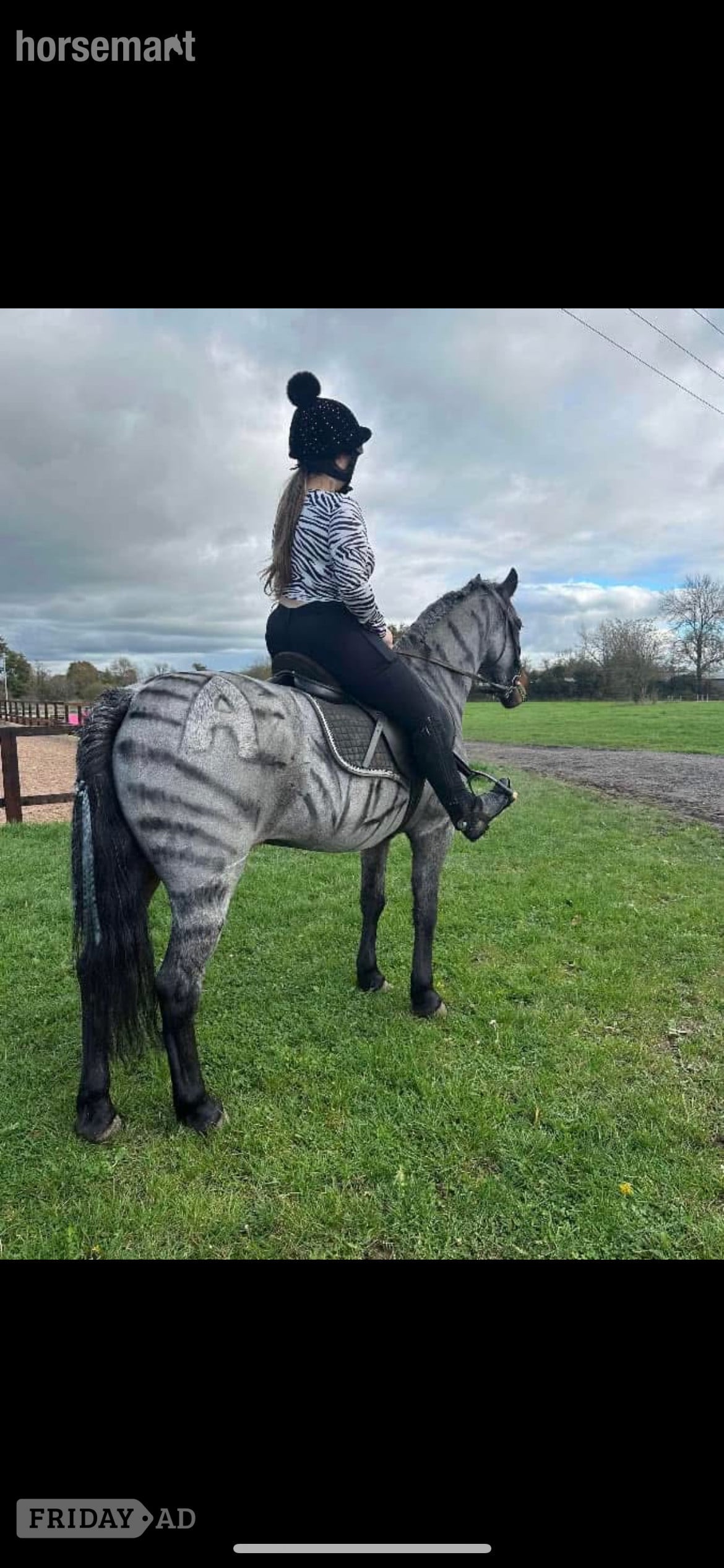 "Alfie" Blue Roan Gelding All Rounder - Horses