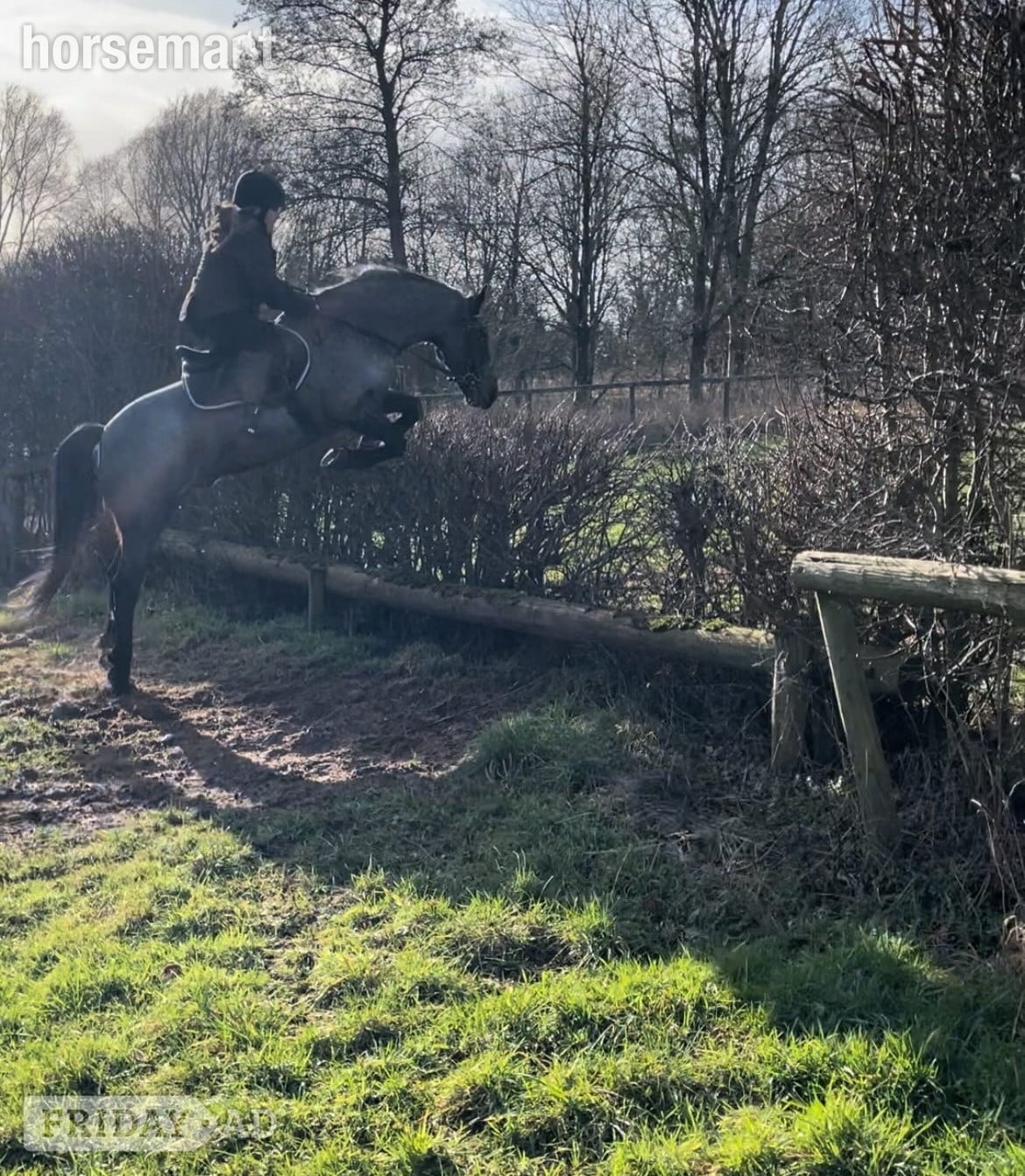 "Alfie" Blue Roan Gelding All Rounder in Wrexham