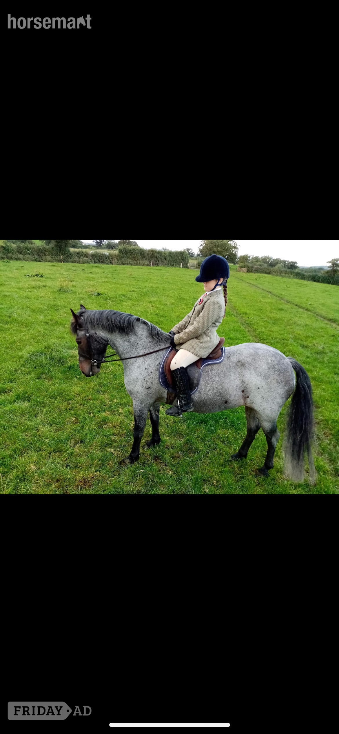 Wrexham "Alfie" Blue Roan Gelding All Rounder
