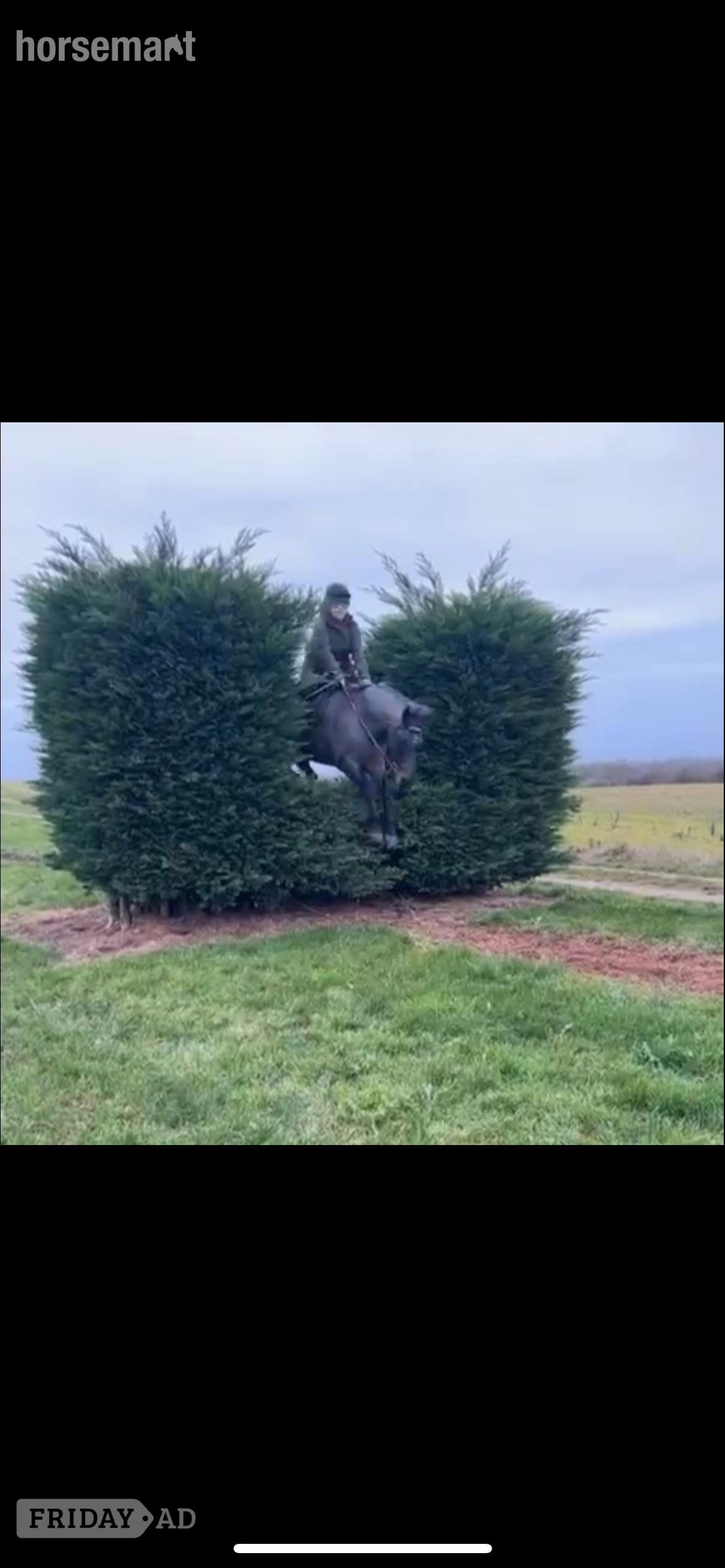 "Alfie" Blue Roan Gelding All Rounder - Horses in Wrexham