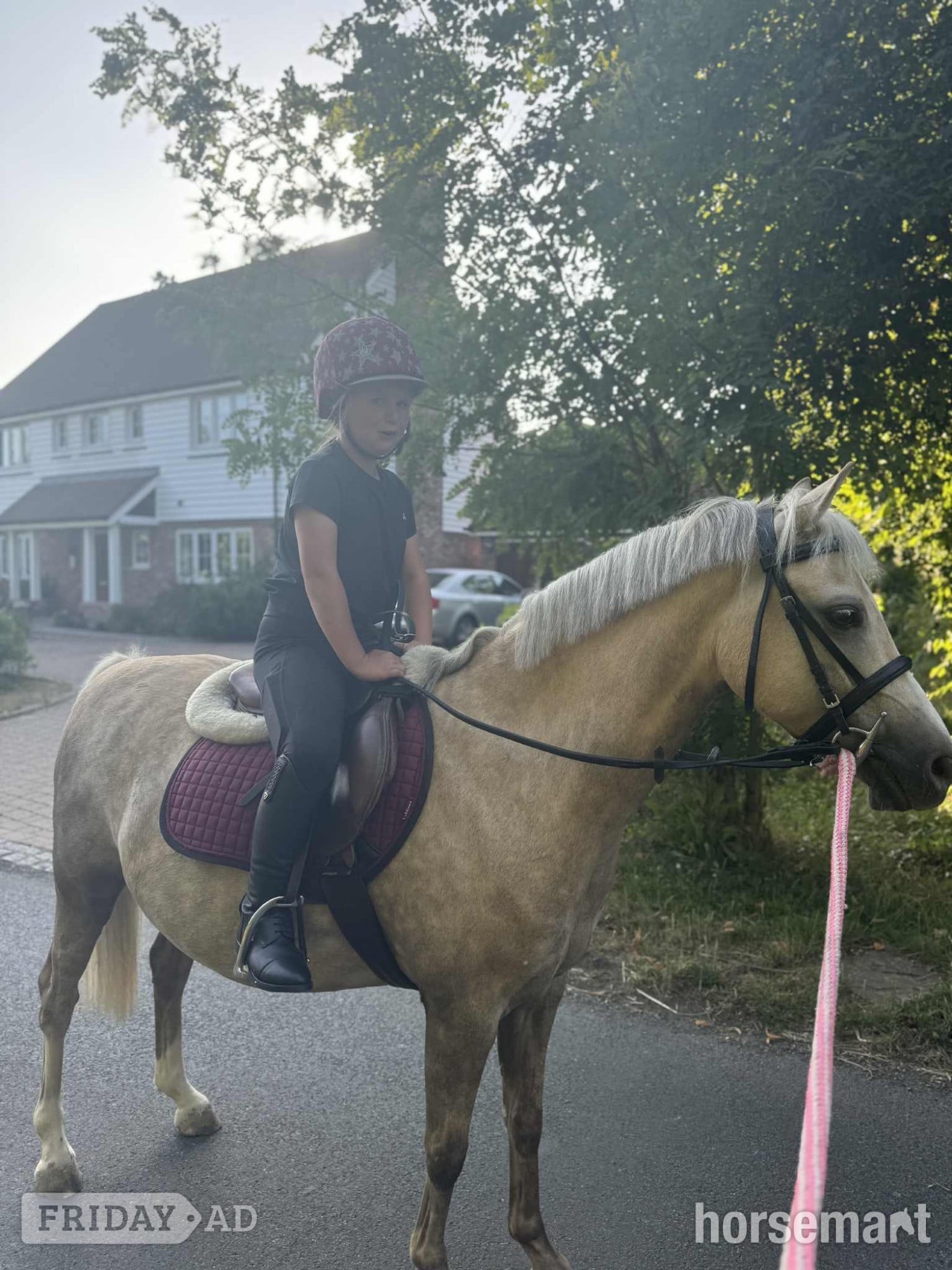"Dandy" Palomino Gelding Family Horse in Ashford