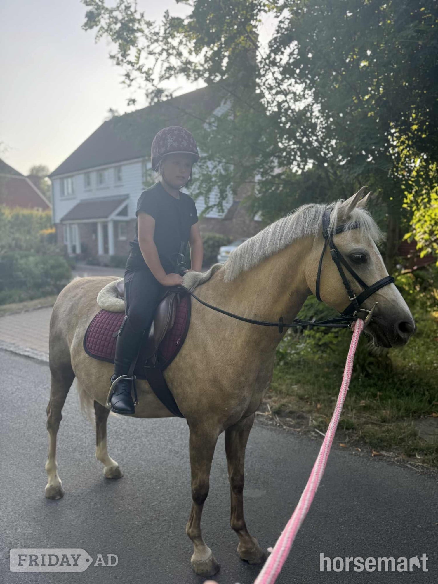 Ashford "Dandy" Palomino Gelding Family Horse