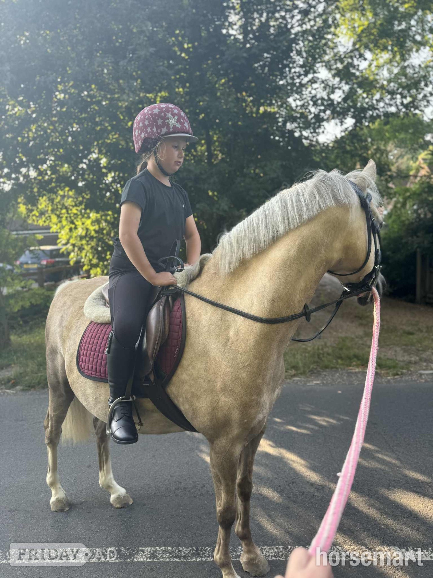 "Dandy" Palomino Gelding Family Horse