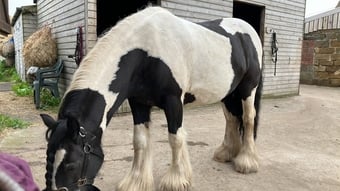 "Zeus" Piebald Gelding Cob/Heavy Horse