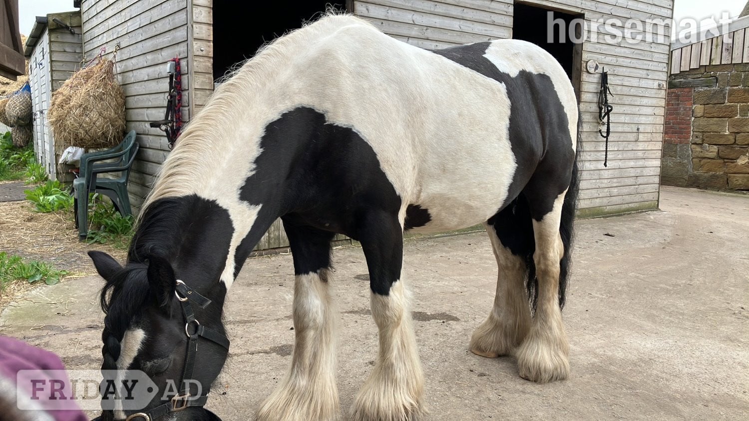 "Zeus" Piebald Gelding Cob/Heavy Horse in Redcar