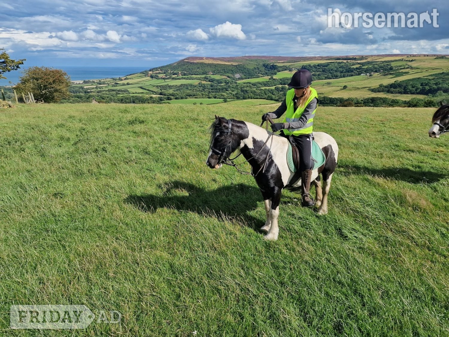 "Zeus" Piebald Gelding Cob/Heavy Horse