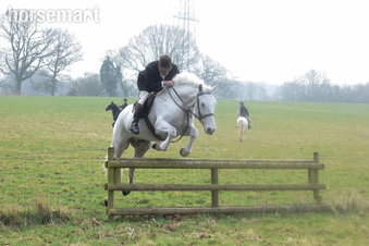 "Vincent" White Gelding All Rounder
